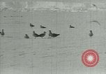 Image of Antarctic birds Antarctica, 1929, second 25 stock footage video 65675020809