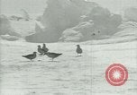 Image of Antarctic birds Antarctica, 1929, second 38 stock footage video 65675020809