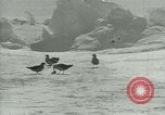 Image of Antarctic birds Antarctica, 1929, second 39 stock footage video 65675020809