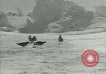Image of Antarctic birds Antarctica, 1929, second 40 stock footage video 65675020809