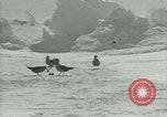 Image of Antarctic birds Antarctica, 1929, second 41 stock footage video 65675020809