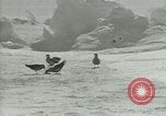 Image of Antarctic birds Antarctica, 1929, second 42 stock footage video 65675020809