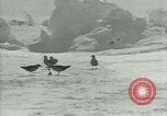Image of Antarctic birds Antarctica, 1929, second 43 stock footage video 65675020809