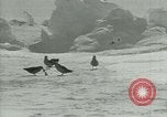 Image of Antarctic birds Antarctica, 1929, second 44 stock footage video 65675020809