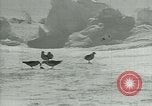 Image of Antarctic birds Antarctica, 1929, second 45 stock footage video 65675020809