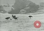 Image of Antarctic birds Antarctica, 1929, second 46 stock footage video 65675020809