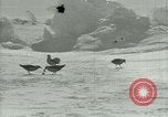 Image of Antarctic birds Antarctica, 1929, second 47 stock footage video 65675020809