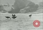 Image of Antarctic birds Antarctica, 1929, second 48 stock footage video 65675020809