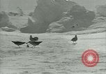 Image of Antarctic birds Antarctica, 1929, second 49 stock footage video 65675020809