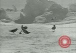 Image of Antarctic birds Antarctica, 1929, second 50 stock footage video 65675020809