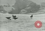 Image of Antarctic birds Antarctica, 1929, second 52 stock footage video 65675020809