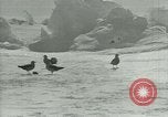 Image of Antarctic birds Antarctica, 1929, second 53 stock footage video 65675020809