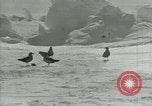 Image of Antarctic birds Antarctica, 1929, second 54 stock footage video 65675020809