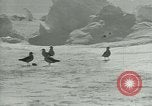 Image of Antarctic birds Antarctica, 1929, second 55 stock footage video 65675020809