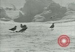 Image of Antarctic birds Antarctica, 1929, second 56 stock footage video 65675020809