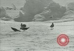 Image of Antarctic birds Antarctica, 1929, second 57 stock footage video 65675020809