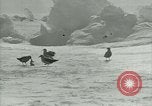 Image of Antarctic birds Antarctica, 1929, second 58 stock footage video 65675020809
