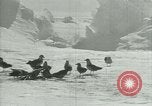 Image of Antarctic birds Antarctica, 1929, second 60 stock footage video 65675020809