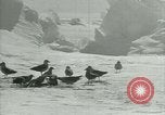 Image of Antarctic birds Antarctica, 1929, second 61 stock footage video 65675020809