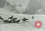 Image of Antarctic birds Antarctica, 1929, second 62 stock footage video 65675020809