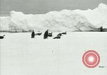 Image of Penguins Antarctica, 1929, second 4 stock footage video 65675020810