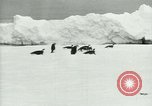 Image of Penguins Antarctica, 1929, second 5 stock footage video 65675020810