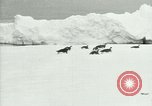 Image of Penguins Antarctica, 1929, second 6 stock footage video 65675020810