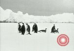 Image of Penguins Antarctica, 1929, second 18 stock footage video 65675020810