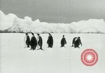 Image of Penguins Antarctica, 1929, second 19 stock footage video 65675020810