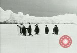 Image of Penguins Antarctica, 1929, second 20 stock footage video 65675020810
