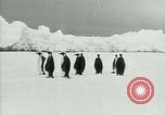 Image of Penguins Antarctica, 1929, second 21 stock footage video 65675020810