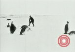 Image of Penguins Antarctica, 1929, second 22 stock footage video 65675020810