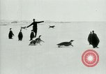 Image of Penguins Antarctica, 1929, second 23 stock footage video 65675020810
