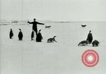 Image of Penguins Antarctica, 1929, second 24 stock footage video 65675020810