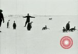 Image of Penguins Antarctica, 1929, second 25 stock footage video 65675020810