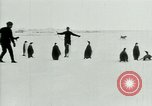 Image of Penguins Antarctica, 1929, second 26 stock footage video 65675020810