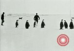 Image of Penguins Antarctica, 1929, second 27 stock footage video 65675020810