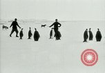 Image of Penguins Antarctica, 1929, second 28 stock footage video 65675020810
