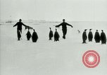 Image of Penguins Antarctica, 1929, second 29 stock footage video 65675020810