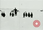 Image of Penguins Antarctica, 1929, second 30 stock footage video 65675020810