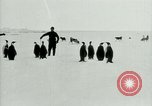 Image of Penguins Antarctica, 1929, second 31 stock footage video 65675020810