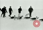 Image of Penguins Antarctica, 1929, second 33 stock footage video 65675020810