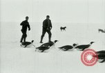 Image of Penguins Antarctica, 1929, second 34 stock footage video 65675020810