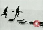 Image of Penguins Antarctica, 1929, second 35 stock footage video 65675020810
