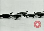 Image of Penguins Antarctica, 1929, second 38 stock footage video 65675020810