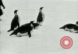Image of Penguins Antarctica, 1929, second 39 stock footage video 65675020810