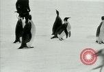 Image of Penguins Antarctica, 1929, second 40 stock footage video 65675020810