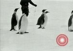 Image of Penguins Antarctica, 1929, second 41 stock footage video 65675020810