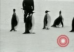 Image of Penguins Antarctica, 1929, second 42 stock footage video 65675020810