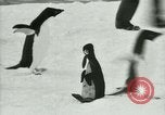 Image of Penguins Antarctica, 1929, second 43 stock footage video 65675020810